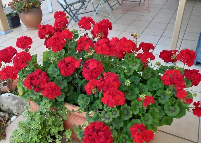 住宿加早餐酒店 Civico 101 明图尔诺